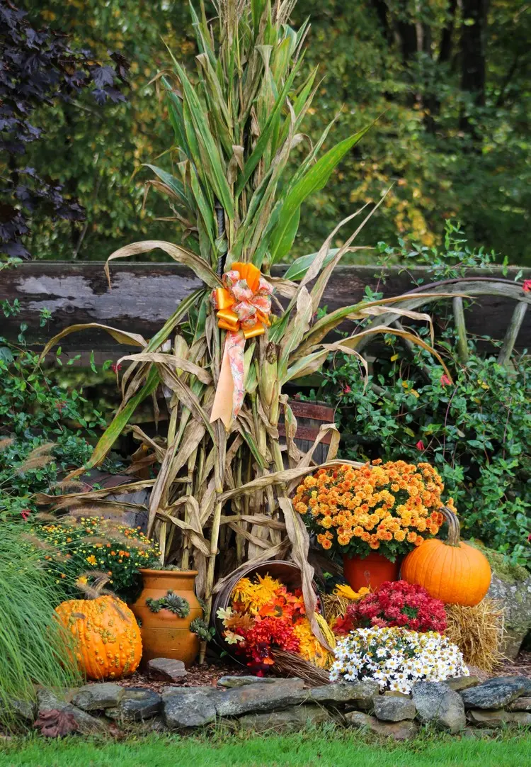 Maispflanzen als herbstliche Dekoration einsetzen