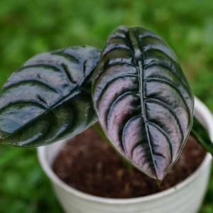 metallisches pfeilblatt (alocasia cuprea 'red secret')