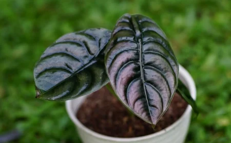 metallisches pfeilblatt (alocasia cuprea 'red secret')