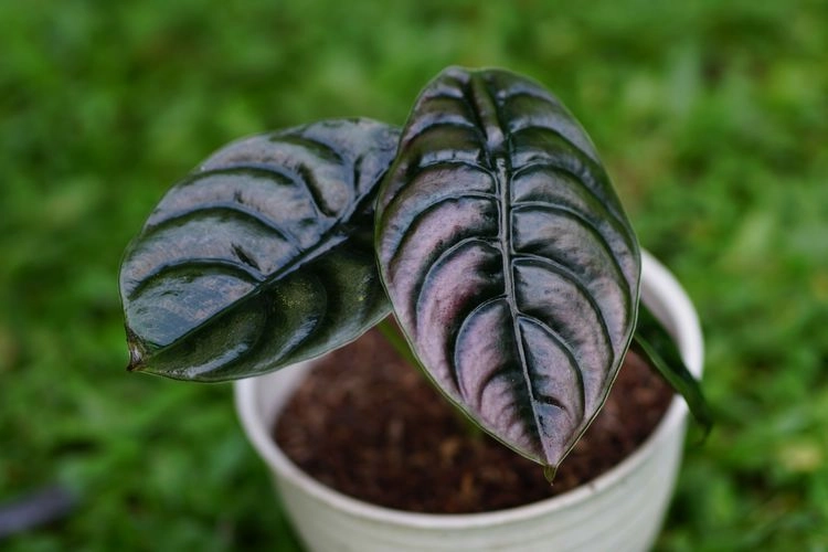 metallisches pfeilblatt (alocasia cuprea 'red secret')