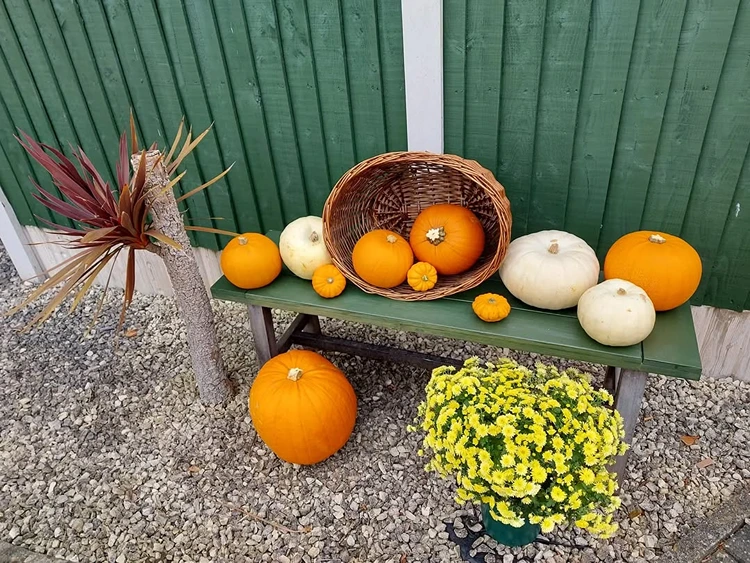 Mix aus Kürbissen mit einem Korb und gelben Herbstblumen