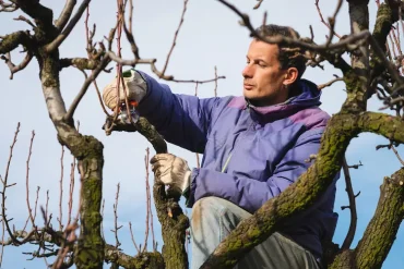 obstbäume im winter schneiden