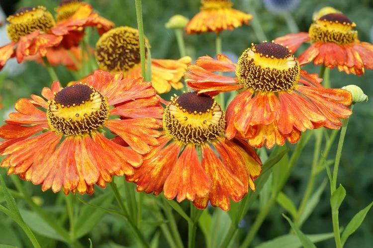 Orange Herbstblumen für Haus und Garten - Helenium