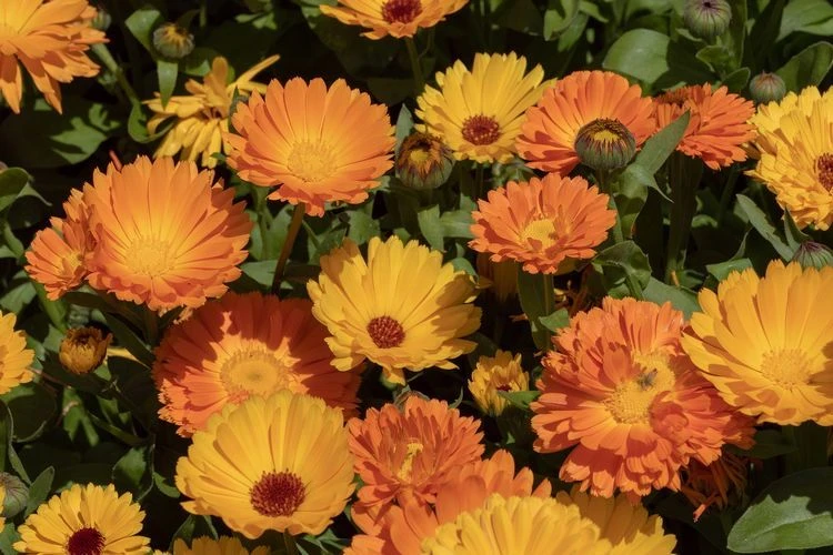 Orange Herbstblumen - schöne Pflanzen für Balkon und Garten ringelblume