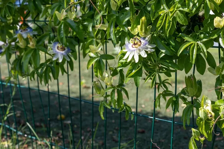 Passionsblume ist nicht winterhart und gedeiht am besten im Kübel