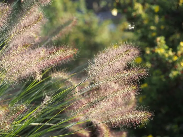 Pennisetum alopecuroides ist perfekt für die Gartengestaltung im New German Style