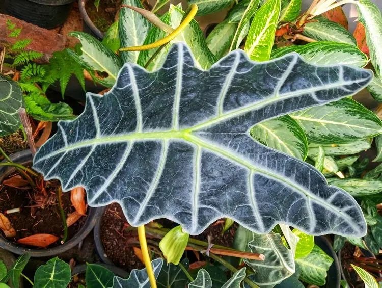 pfeilblatt (alocasia x amazonica)