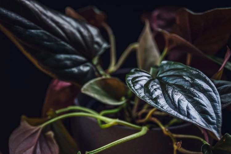 pflanze mit schwarzen blättern die purpurtute 'red arrow' (syngonium erythrophyllum)