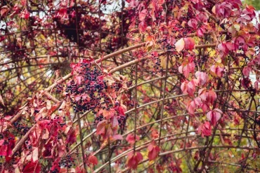 Rankgitter in Form von Bögen für Terrassen, Garten und Balkon