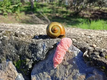 Rosa Eier im Garten vernichten und entsorgen, um eine Ausbreitung der Schnecke zu verhindern