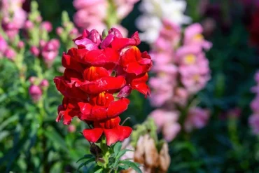 Rote Herbstblumen - diese Arten sorgen für eine herbstliche Blütenpracht in Ihrem Garten!