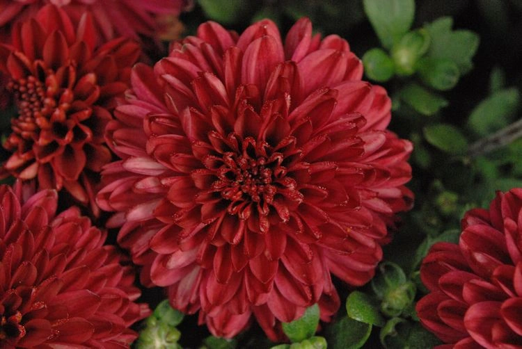 Rote Herbstblumen - schöne blühende Arten Dahlie