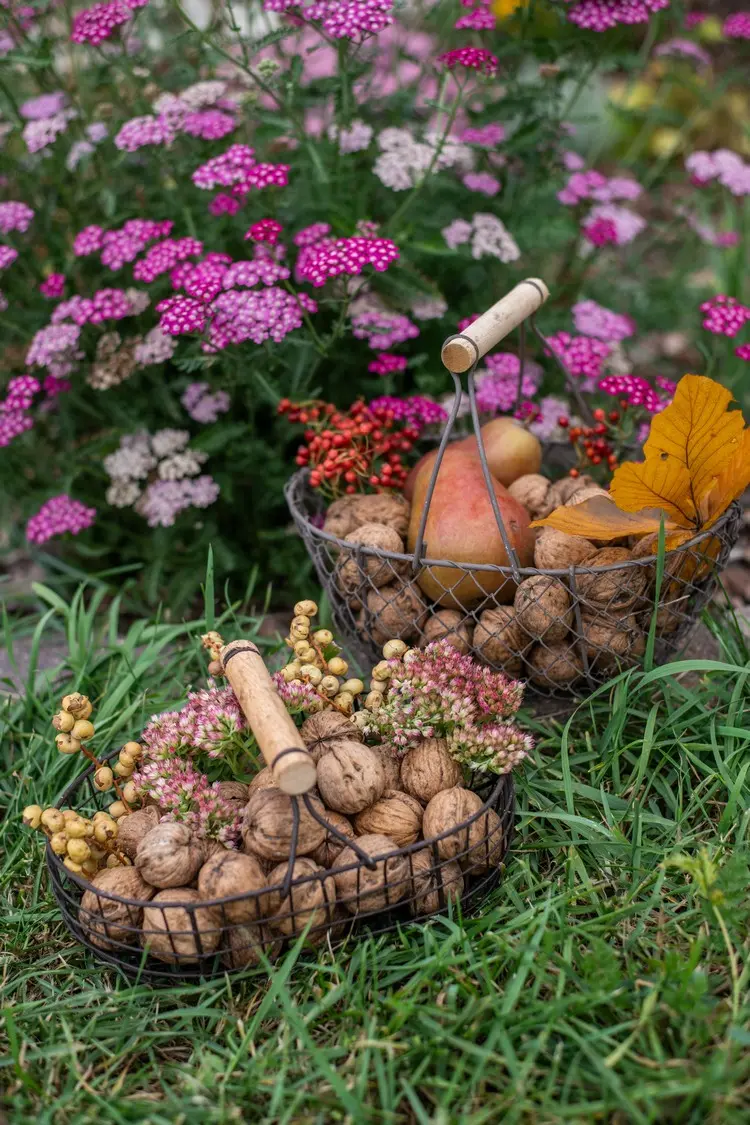 Rustikale Metallkörbe als Herbstdeko im Garten, befüllt mit Walnüssen und Beeren