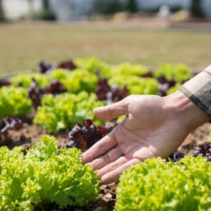 Salat im September pflanzen - Salatsorten und Tipps