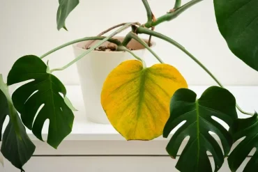 Schädlinge an der Monstera erkennen, richtig bekämpfen und vorbeugen