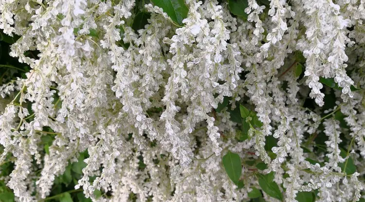 Schnellwüchsiger Schlingknöterich (Fallopia aubertii) mit weißen, gelben oder rosa Blüten