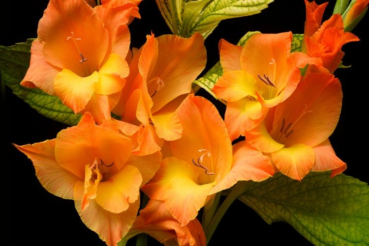 Schöne Gladiolen (Gladiolus)