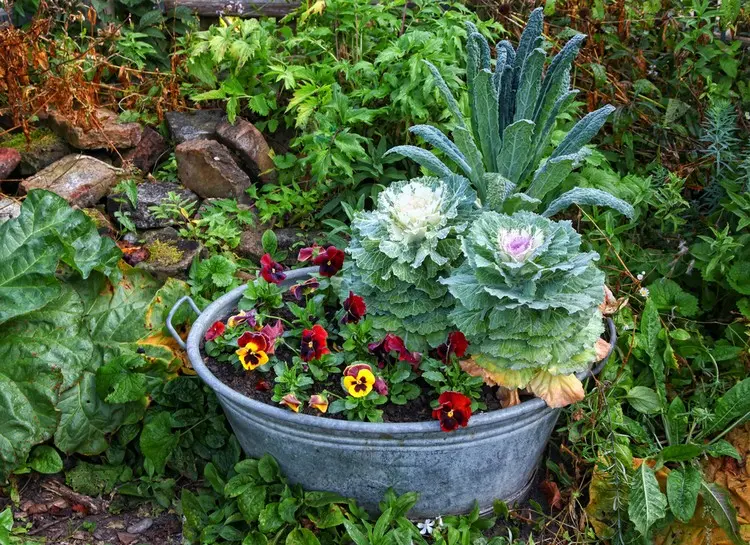 Schöne Herbstdekoration für draußen mit Zinkwanne, Stiefmütterchen und Zierkohl