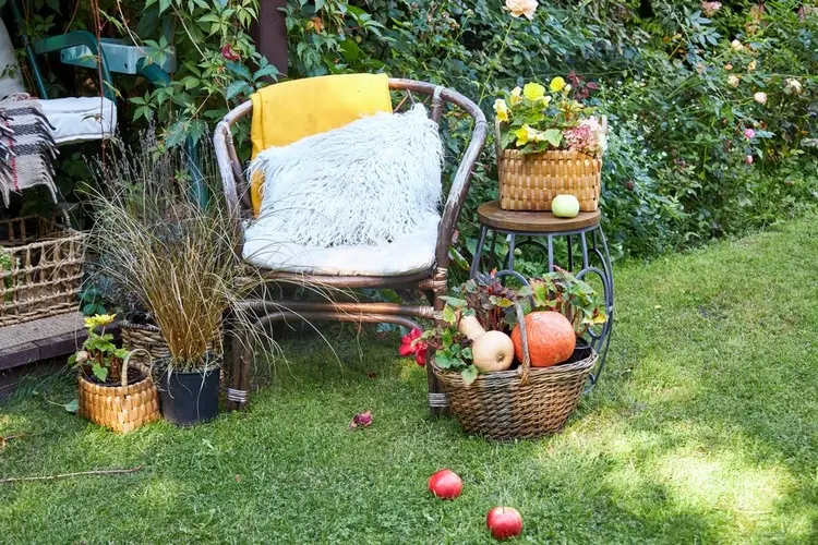 Schöne Sitzecke auf dem Rasen mit trockenem Ziergras und Herbstgemüse im Korb