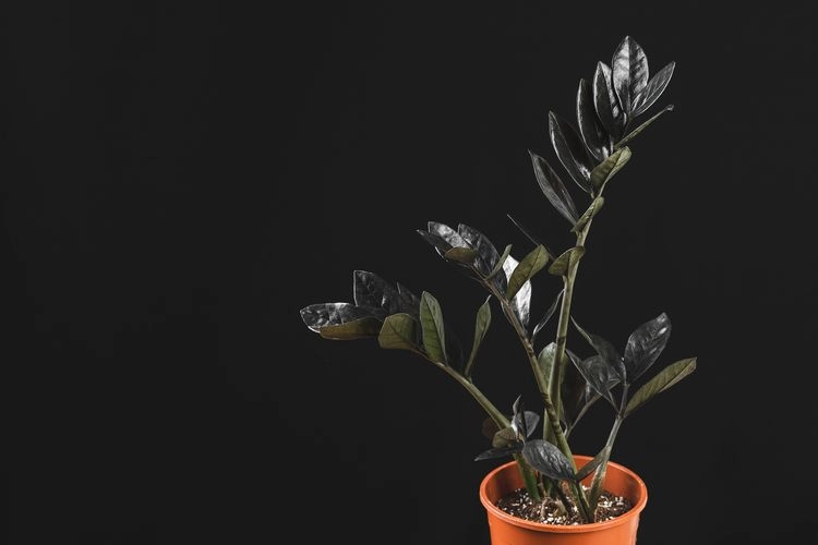 schwarze pflanzen glücksfeder 'raven' (zamioculcas zamiifolia)