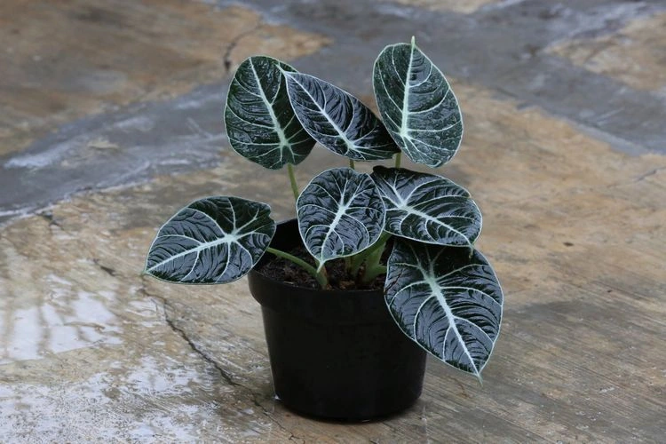 schwarze zimmerpflanzen pfeilblatt 'black velvet' (alocasia)