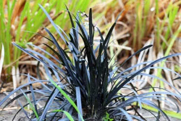 schwarzer schlangenbart 'niger' (ophiopogon planiscapus 'nigrescens')