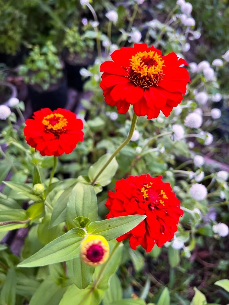 Zinnien (Zinnia)