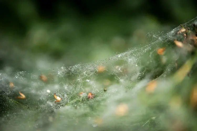 Spinnmilben erkennen Sie an den Gespinsten überall auf der Pflanze