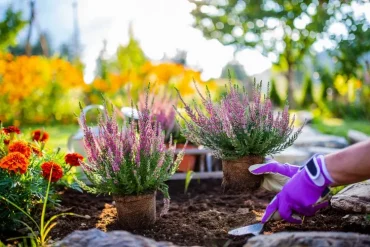 Studentenblume mit Heidekraut kombinieren für schöne Farbkontraste