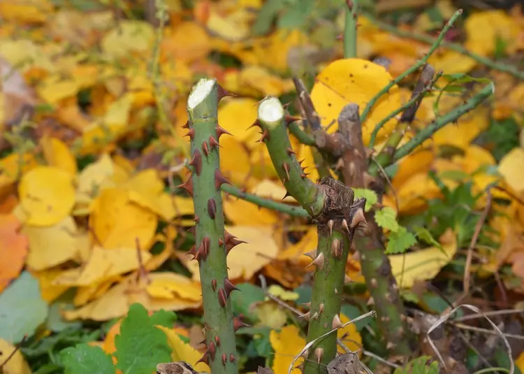 Verjüngungsschnitte sind im Herbst und Frühling möglich