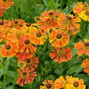 Was blüht im Herbst - Sonnenbraut (Helenium autumnale)