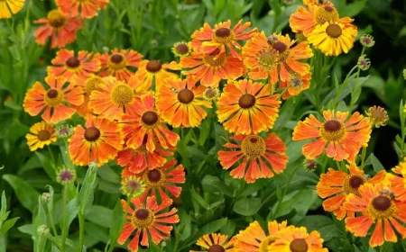 Was blüht im Herbst - Sonnenbraut (Helenium autumnale)