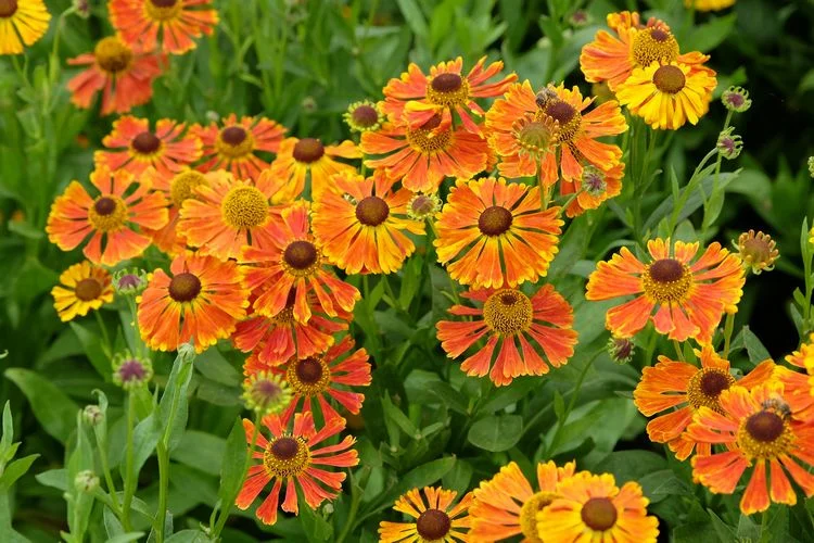 Was blüht im Herbst - Sonnenbraut (Helenium autumnale)