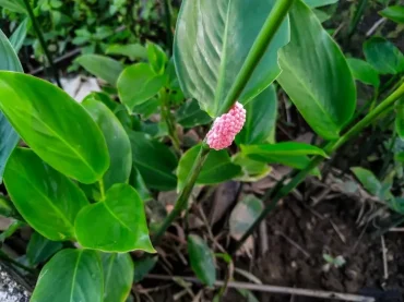 Was tun, wenn man rosa Eier im Garten findet