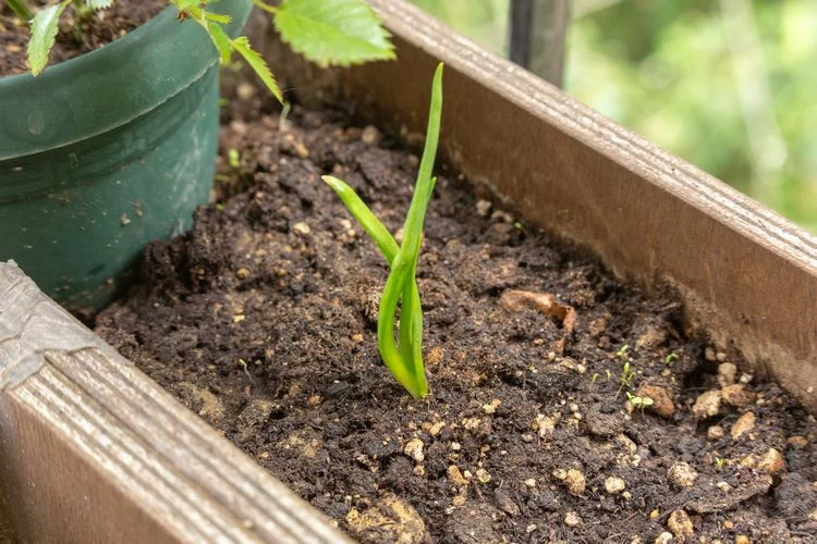 welche erde für knoblauch im topf