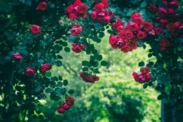 Wie Rosen an Bögen richtig schneiden für eine üppige Blüte