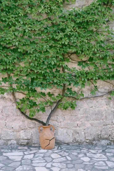 Wilder Wein wächst aus einem Tontopf und klettert eine Wand empor