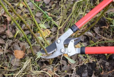 Wildtriebe und schwache Triebe von der Rankrose entfernen