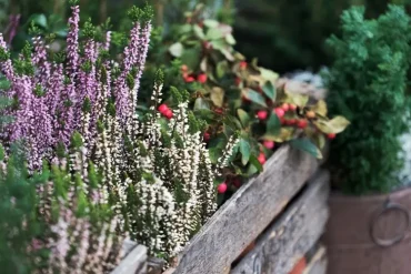 Winterharte Gehölze in Kübeln mit Erica oder Calluna zusammenpflanzen