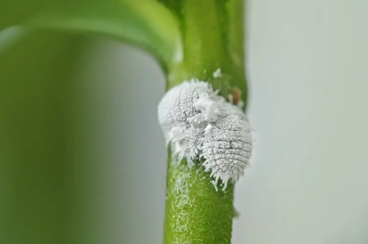 Wollläuse sind weiß, flauschig und sondern klebrigen Honigtau aus