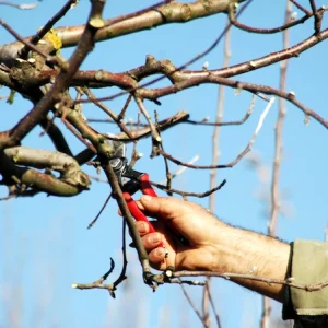 apfelbaum im november schneiden tipps