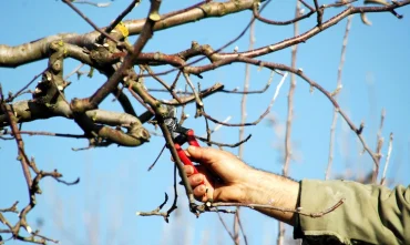 apfelbaum im november schneiden tipps