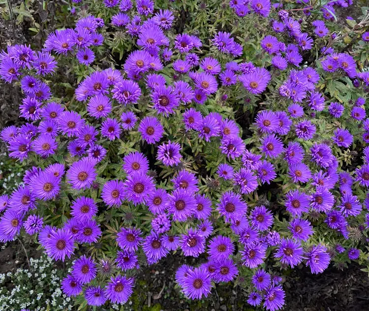 aster mit violetten blüten