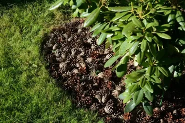 Aufbringen von Mulch aus Nadelbaum-Zapfen