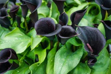 beliebte schnittblumen calla lilien