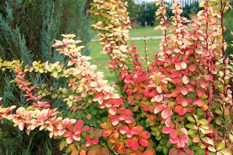 berberis thunbergii 'golden rocket'