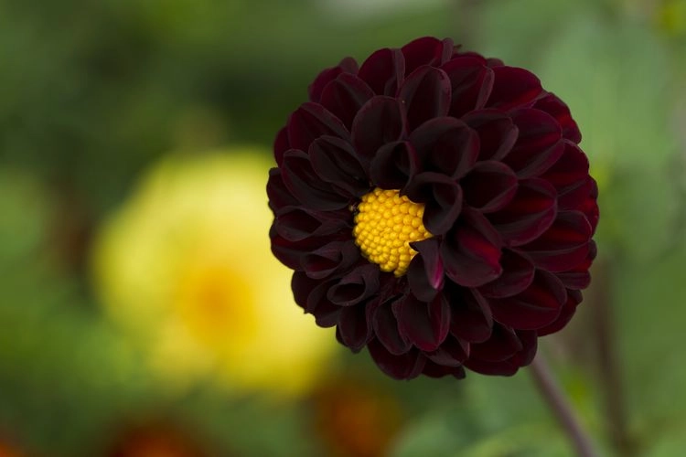 beruhigende dahlien ‘back satin’ und ‘arabian night’