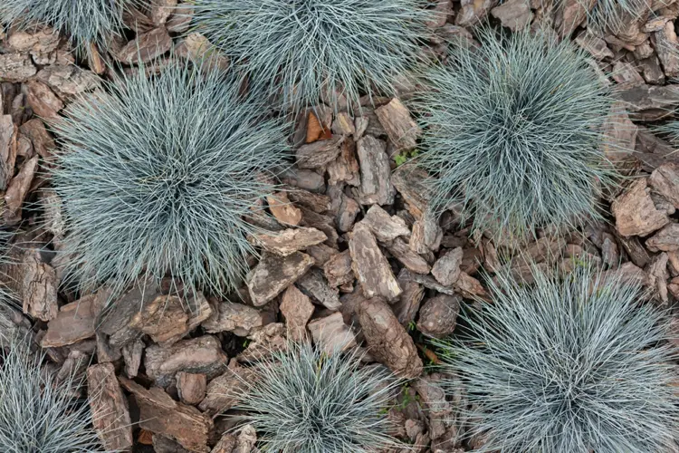 blau schwingel (festuca glauca)