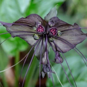 blühende fledermausblume