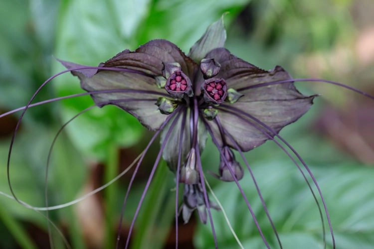 blühende fledermausblume